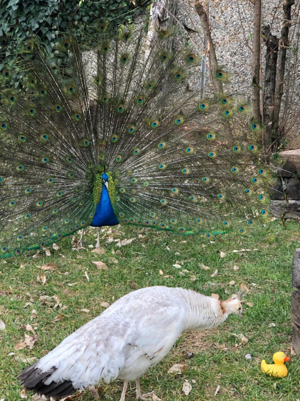 "Ai 4 Soli" Cermenate Extérieur photo